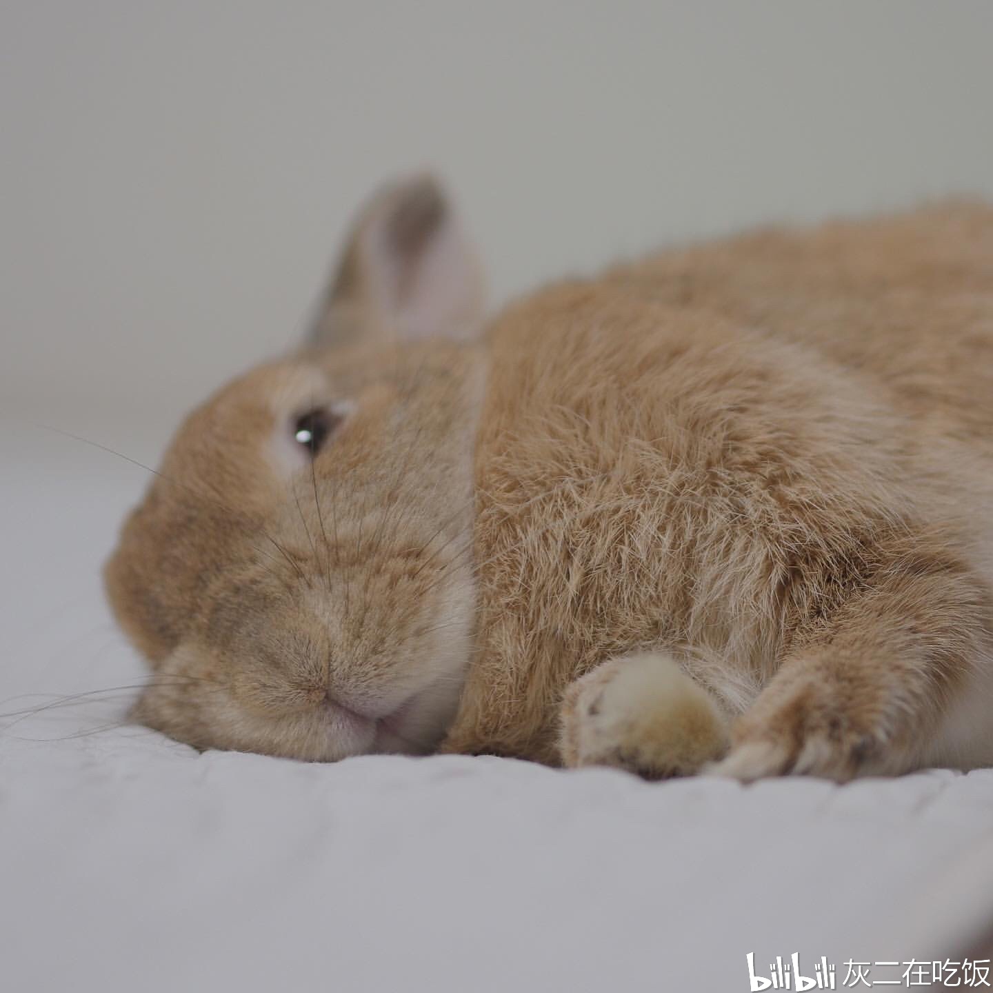 【养兔知识】兔兔会闭着眼睛睡觉吗?让你了解兔兔的睡眠行为!