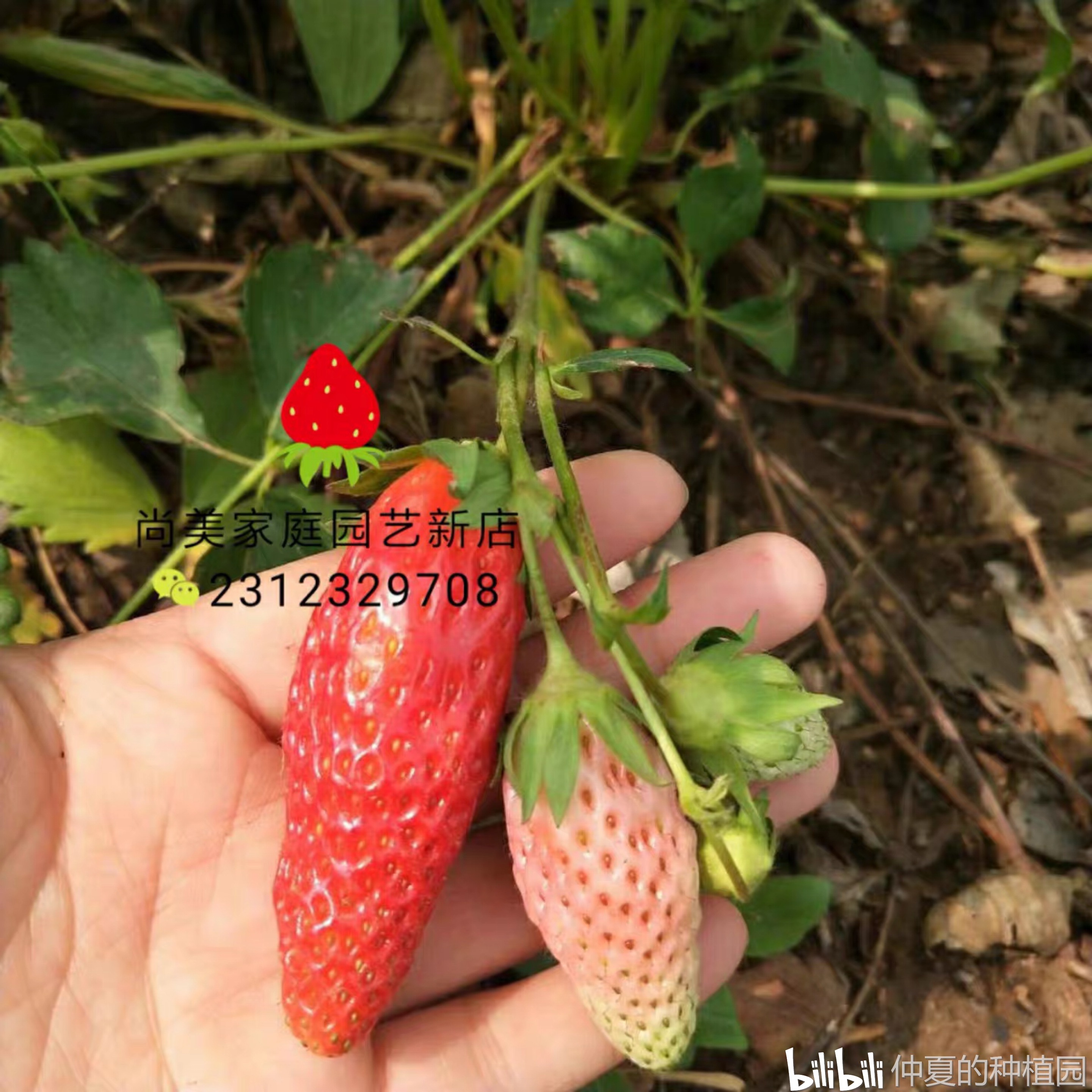 我的爆盆草莓种植过程业余种植非专业人员