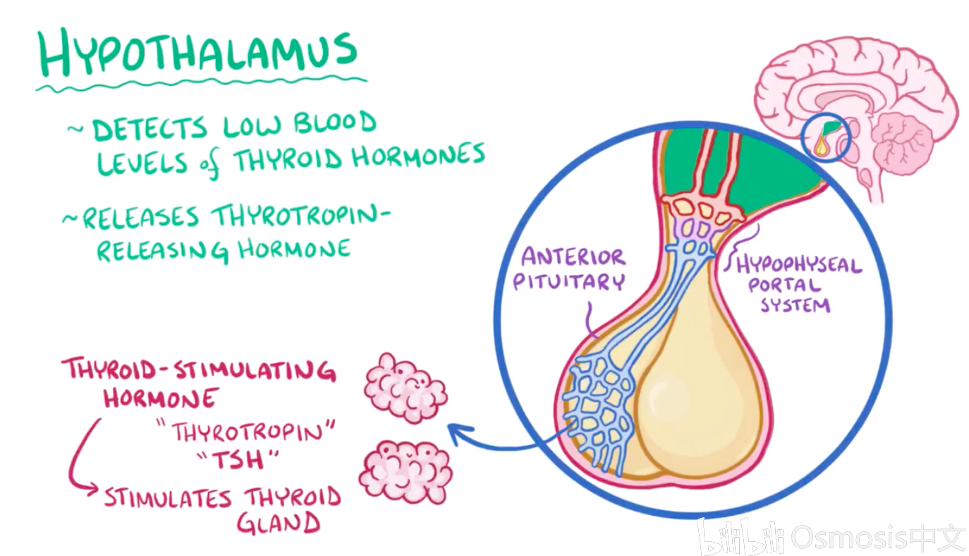 科技 学习 【osmosis医学】甲状腺危象 thyroid storm hypothalamus