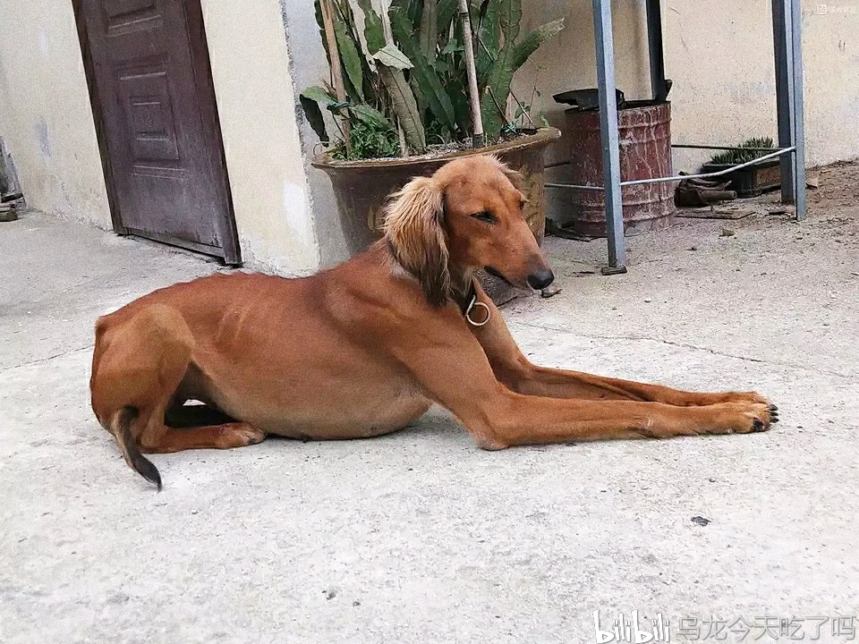 中国本土"哮天犬",坚韧美丽又优雅的本土犬种(上)