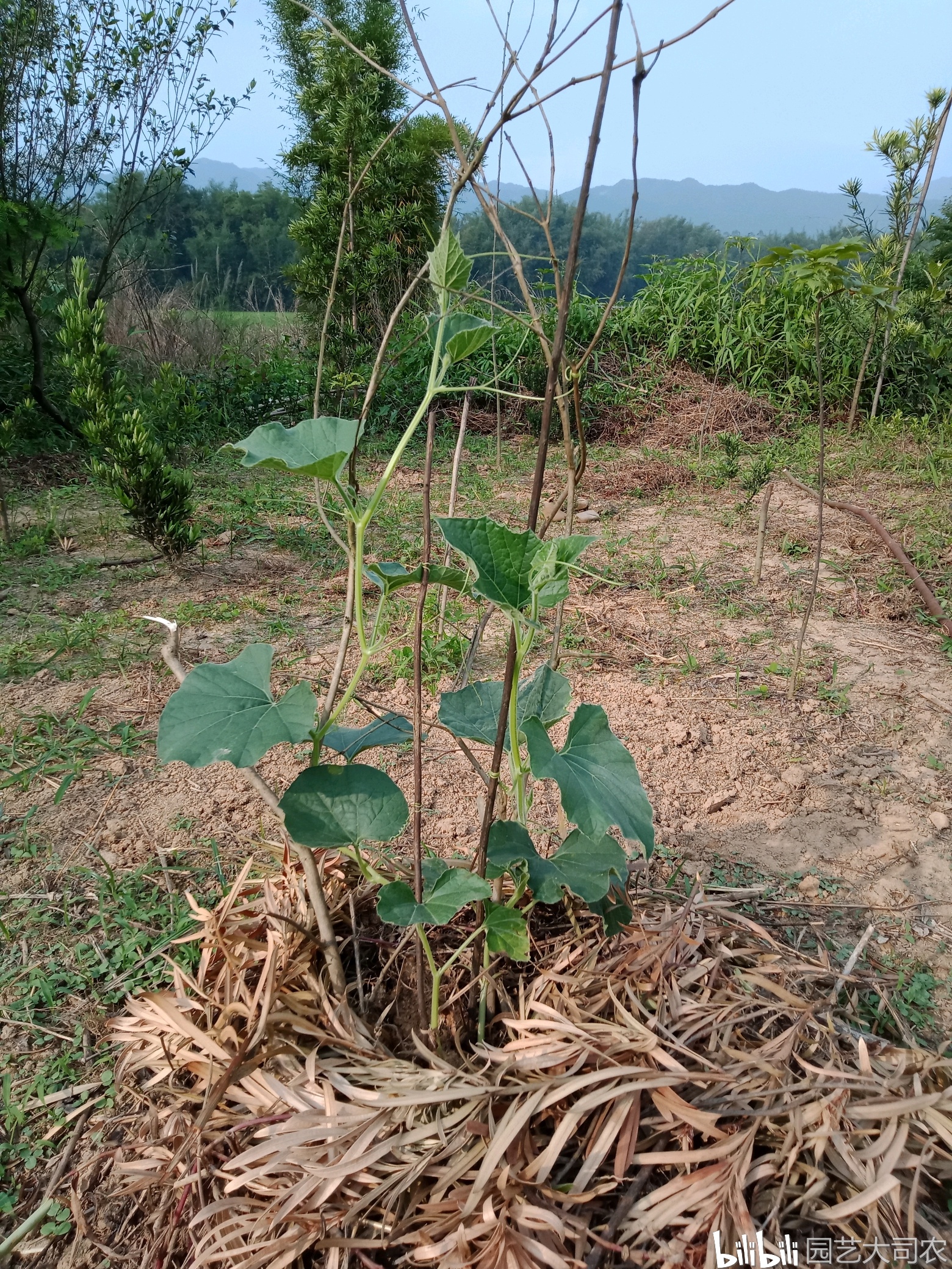 怎么种植葫芦视频 ee33c1e69f4422200bacb01704d3260c9d977690.jpg