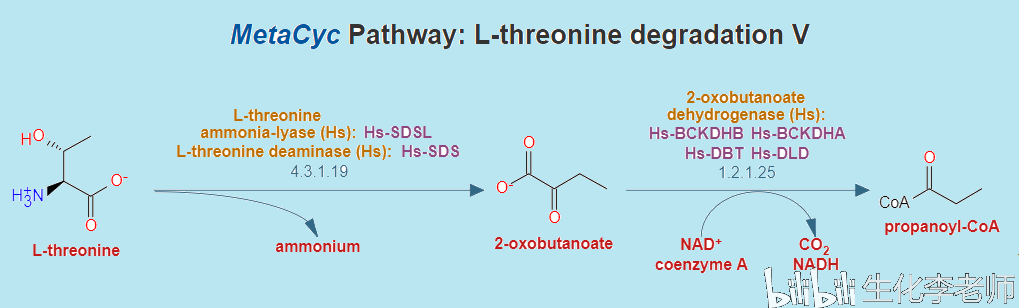 催化丝氨酸脱氨,所以也称为丝氨酸/苏氨酸脱水酶(serine/threonine