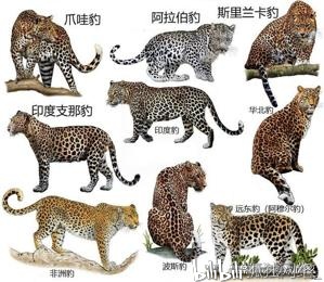 通过基因分析,豹子被分为九个不同的亚种