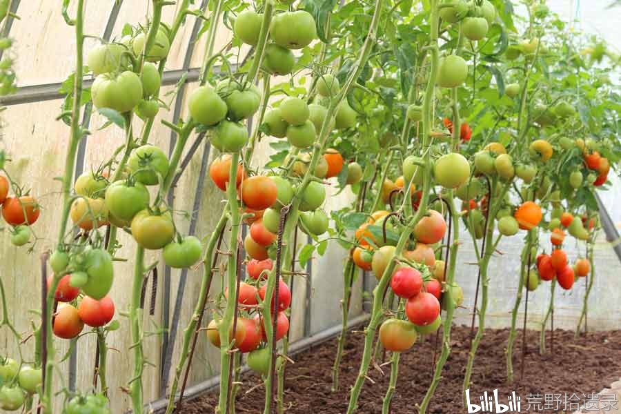 什么时候开始给番茄搭架子或吊蔓