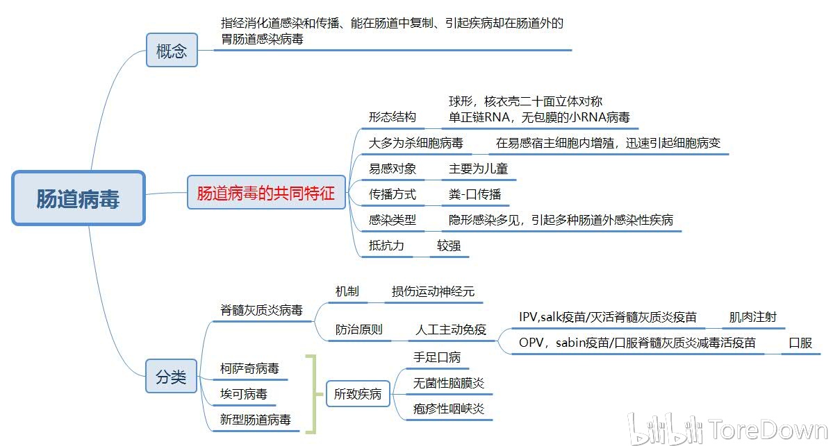 医学微生物学病毒真菌篇思维导图