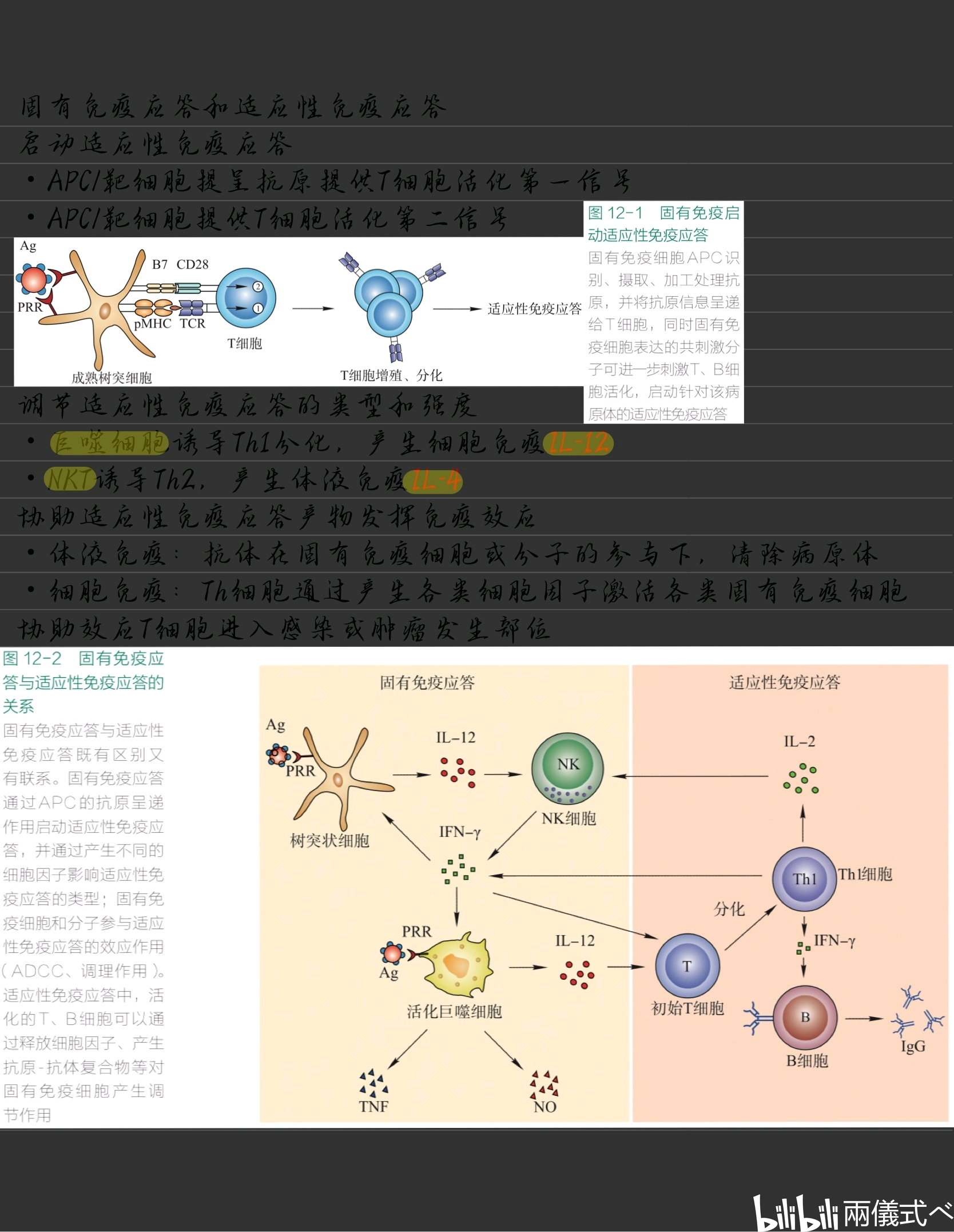 医学免疫学笔记5(适应性免疫应答,固有免疫细胞)