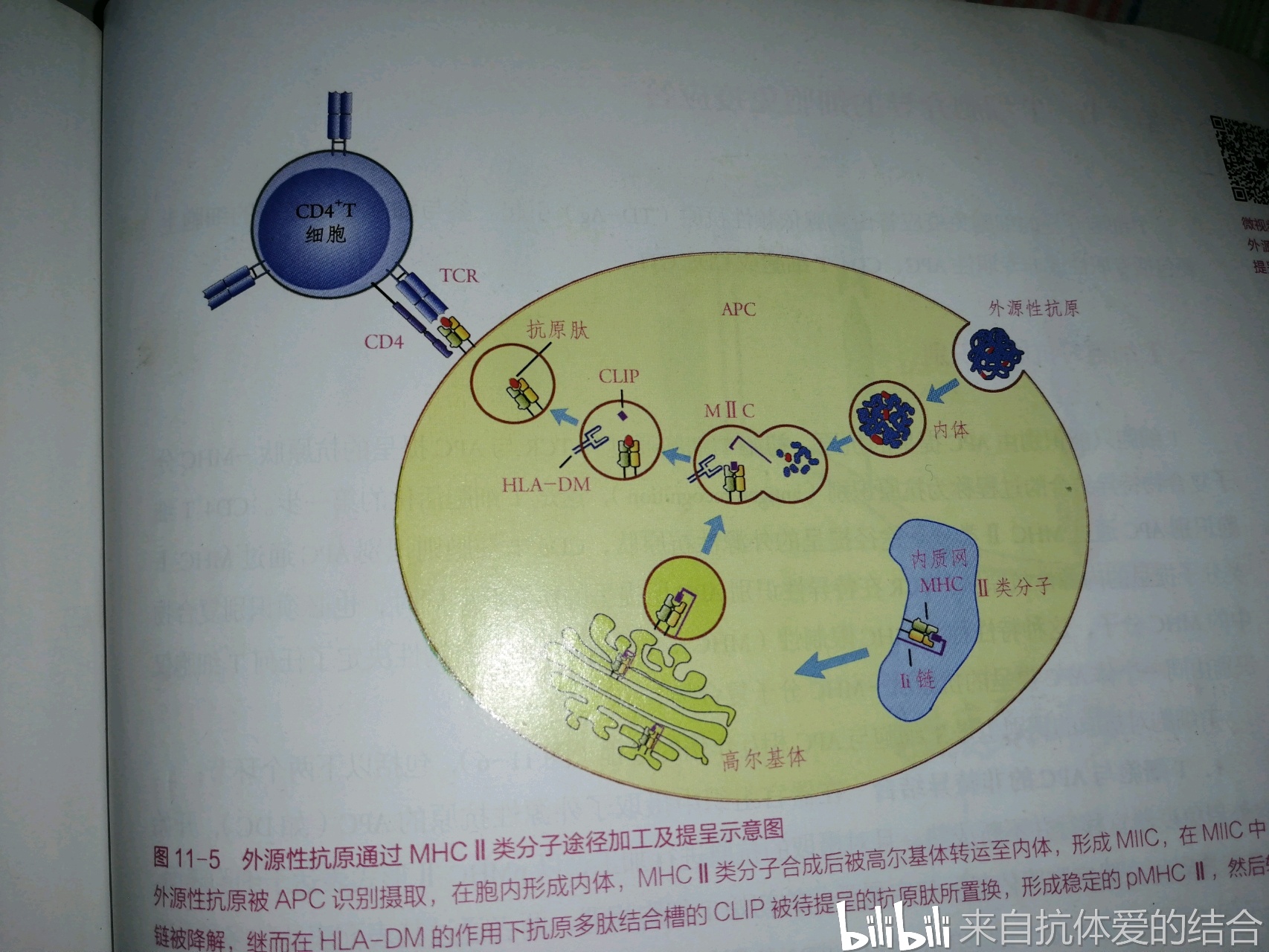 移行至感染灶附近的淋巴结后,开始将细菌抗原提呈给cd4阳性t淋巴细胞