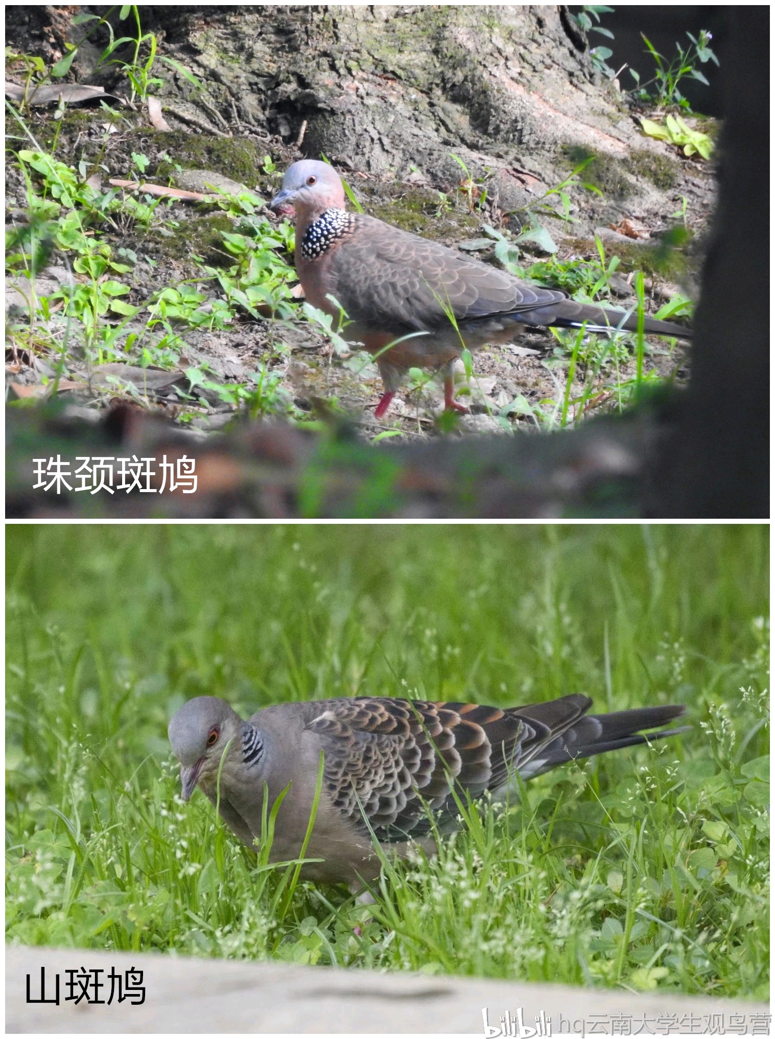 珠颈斑鸠vs山斑鸠.叫声都是"咕咕↗咕↘"三声,山斑鸠音色更为嘶哑