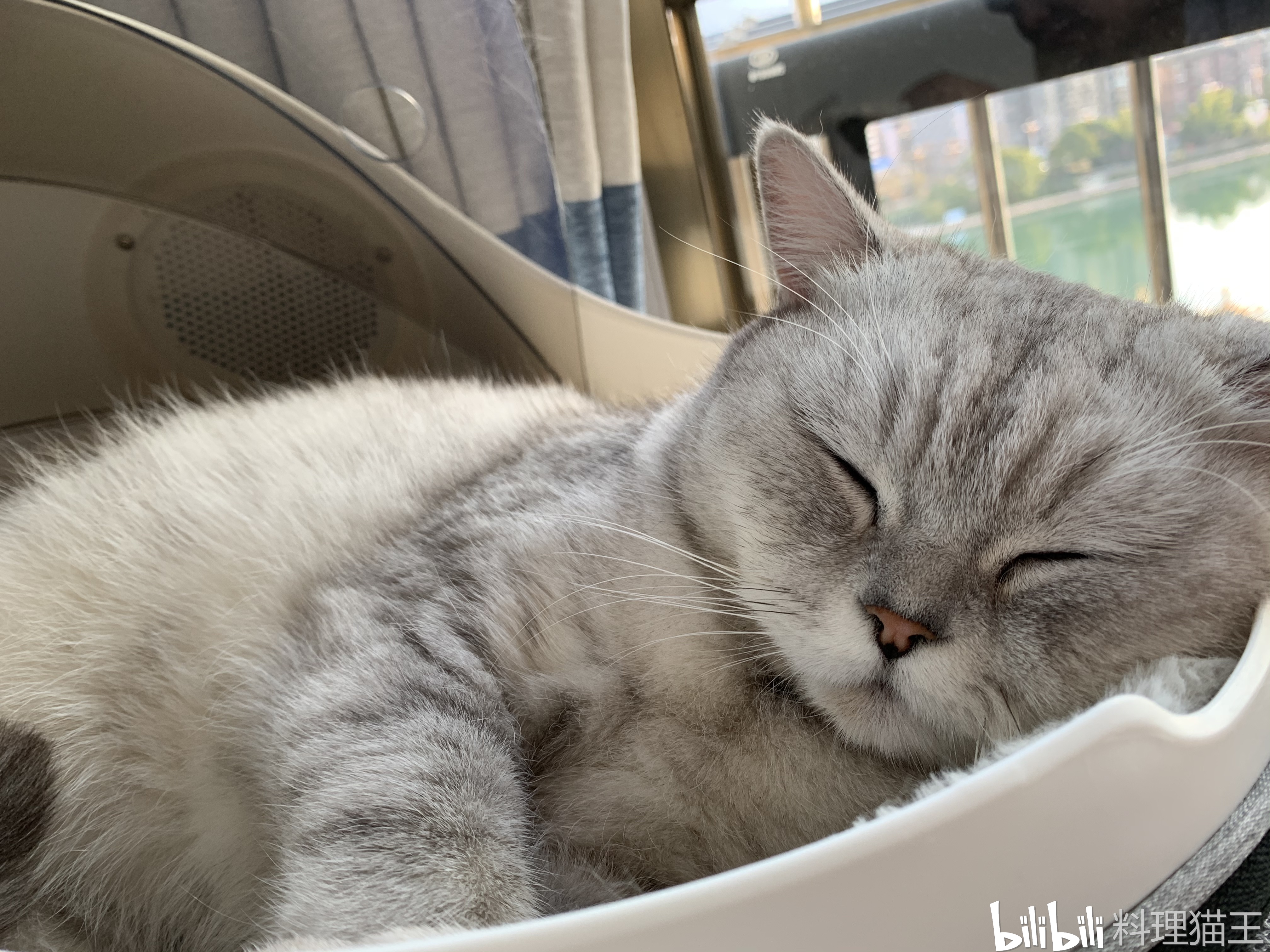 【料理猫王】销魂的睡姿,我还没睡够