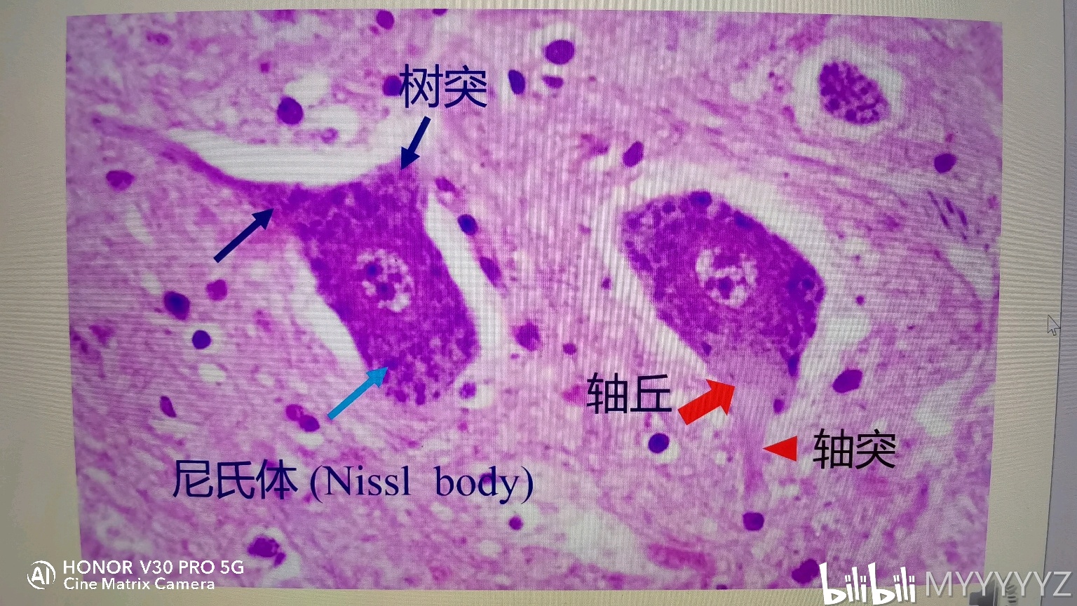 组胚画图大一医学生被组织器官支配的恐惧