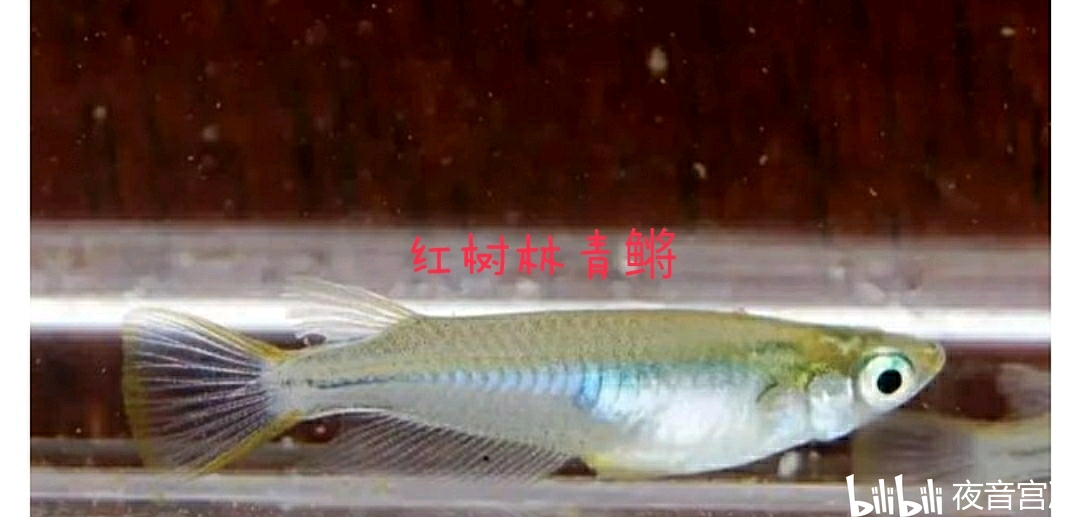 红树林青鳉(弓背青鳉)