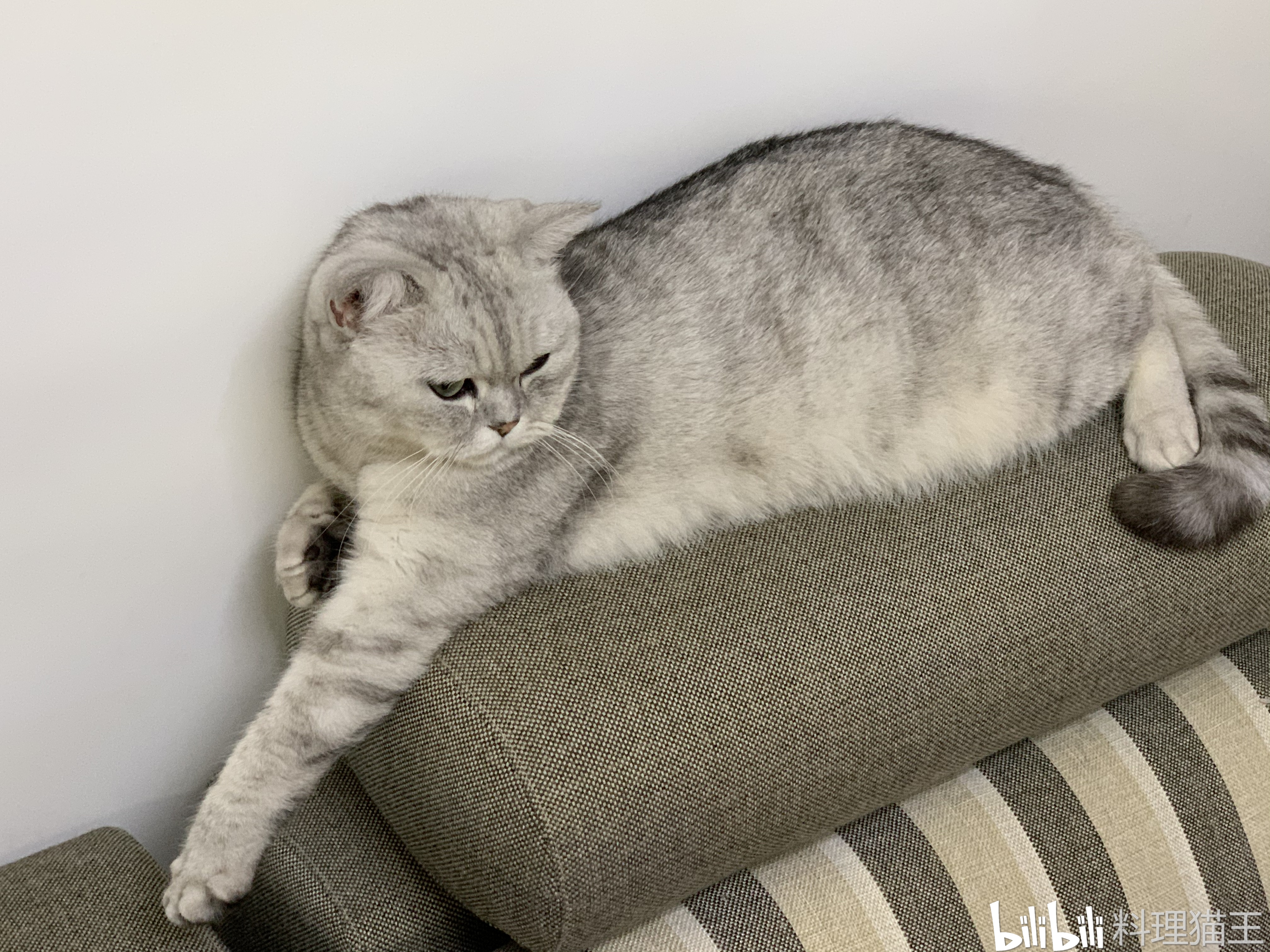 【料理猫王】销魂的睡姿,我还没睡够