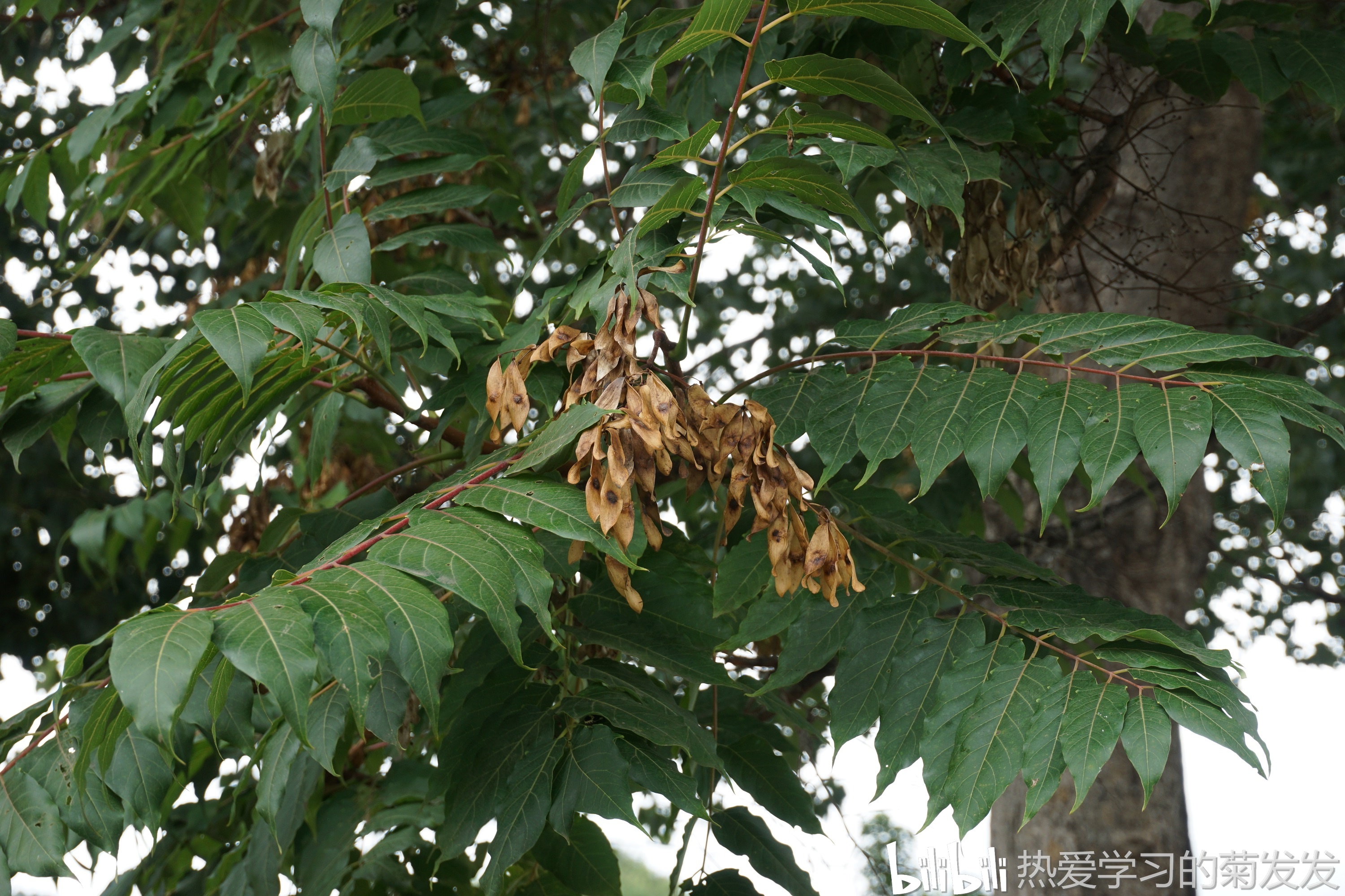 苦木科 臭椿属 臭椿 ailanthus altissima