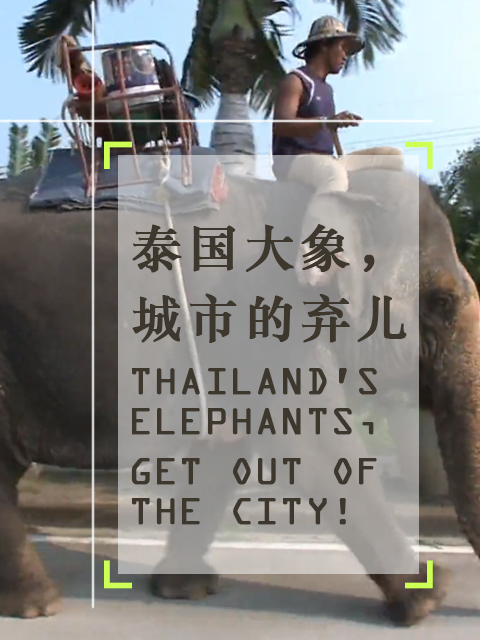 泰国大象城市的弃儿