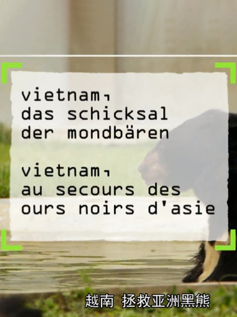 越南,拯救亚洲黑熊第1集纪录片全集高清正版在线观看bilibili哔哩哔哩