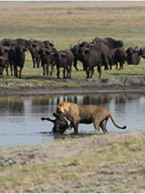 野生动物危险之旅-水牛大战狮子