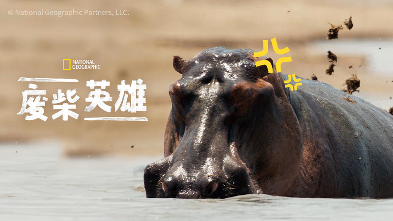 雄性河馬為趕走競爭對手,竟然...