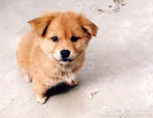 二狗爱啃骨头的投稿视频 - 二狗爱啃骨头 - 哔哩哔哩直播