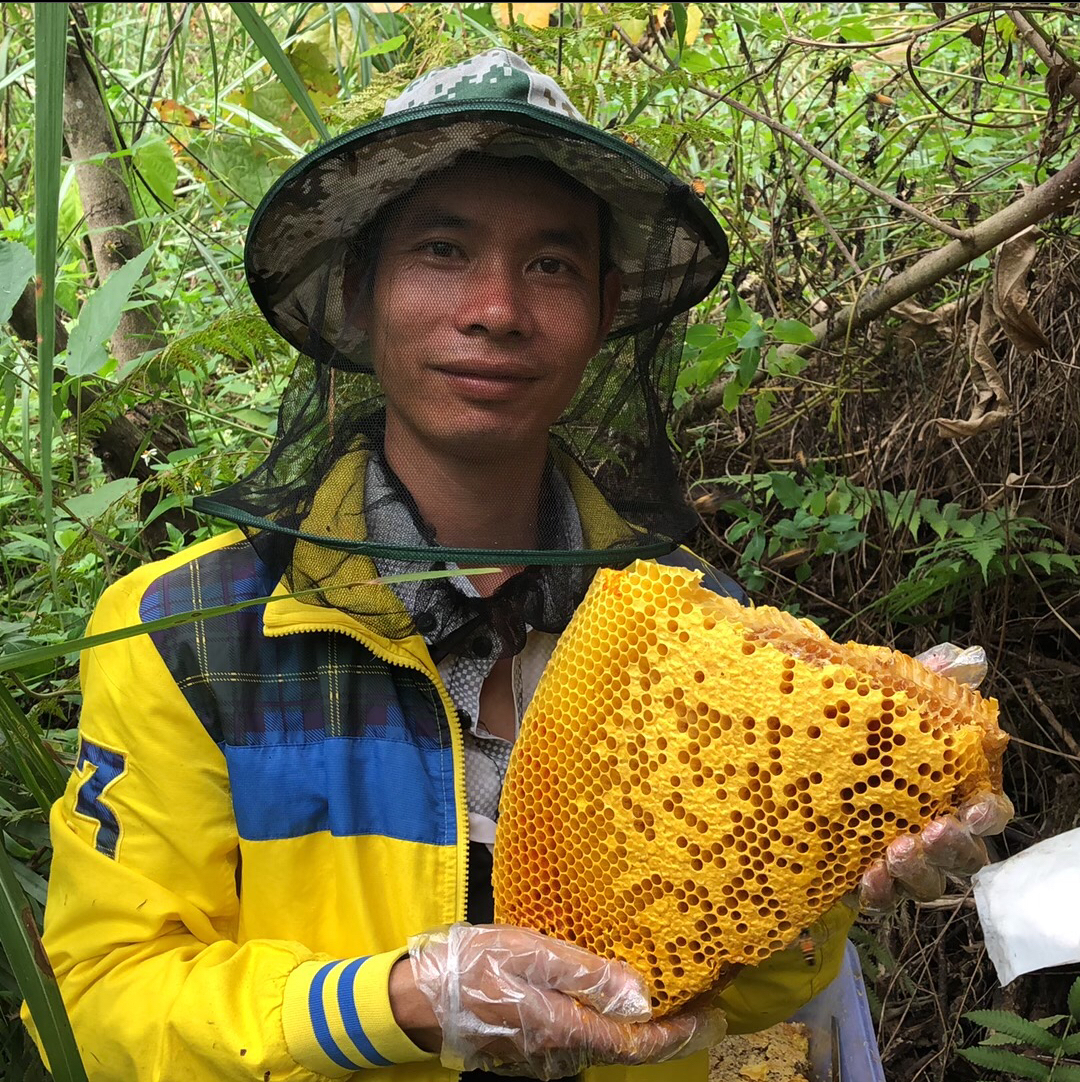 找蜂途中意外发现野生小排蜂,赶紧跑回家拿工具取,挂蜜特别饱满