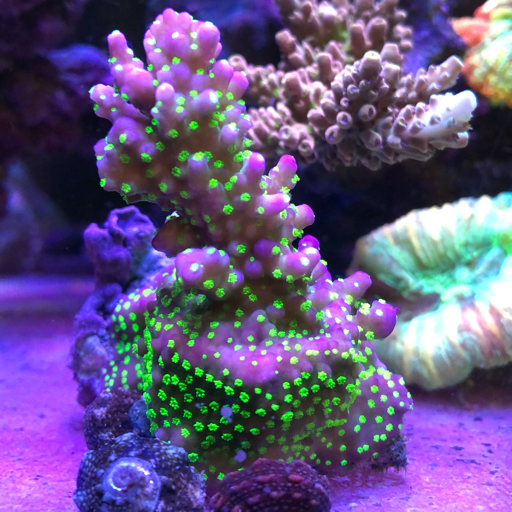 深圳毅诺海缸珊瑚bilibili新星计划火柴头珊瑚的另类繁殖方式
