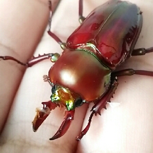 【甲虫】·搞错的虫蛹