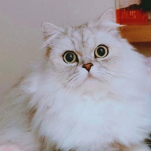 【大眼萌长毛银渐层】 吸猫吗?吸一口包治百病的那种