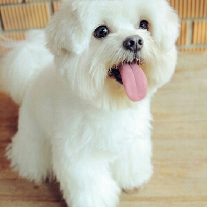 baby王者荣耀的直播间 - baby王者荣耀 - 哔哩哔