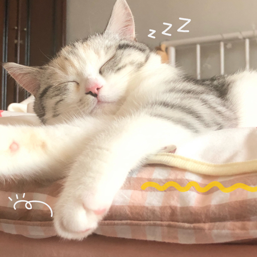 半夜不睡觉的猫,铲屎官在线求饶