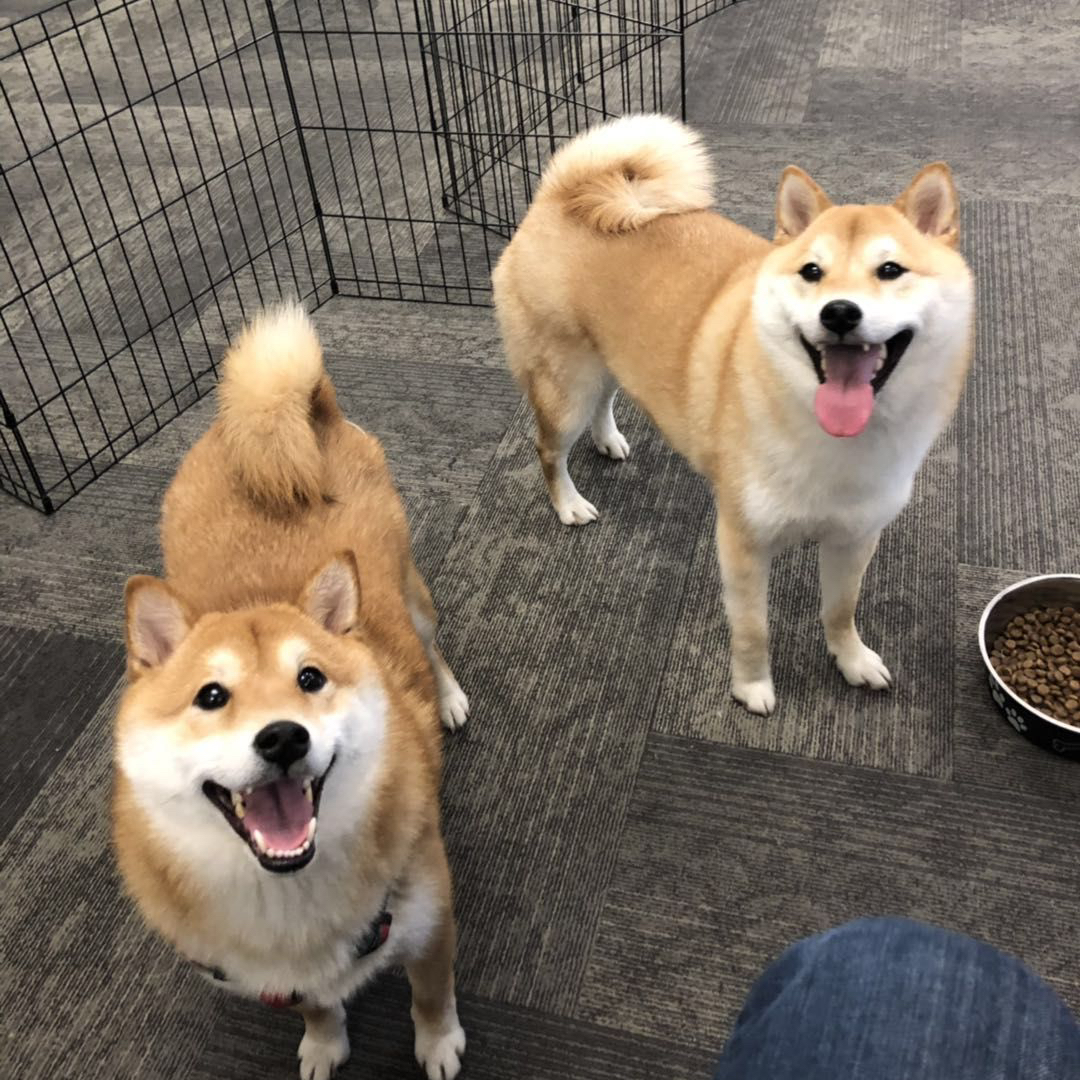 【柴犬唯美风】落霞与二狗齐飞