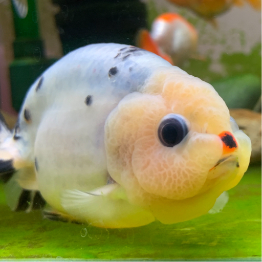 不同角度来看看活泼有趣的兰寿鱼苗