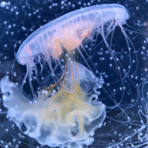 大西洋海刺