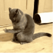 折耳  