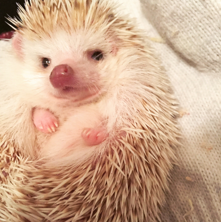 非洲迷你刺猬的投稿视频 - 非洲迷你刺猬 - 哔哩哔哩直播