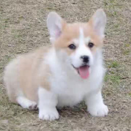 狗狗屋的直播间小狗在成长 - 狗狗屋 - 哔哩哔哩