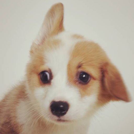 【萌哭】【绝命毒师】小短腿cos毒师 corgi puppy parody