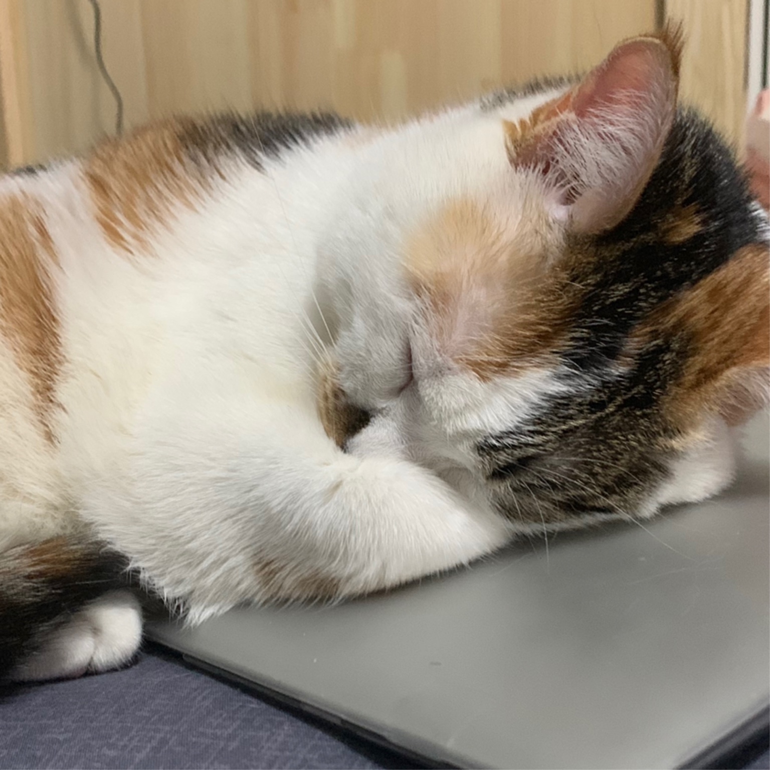 睡不醒的小懒猫儿