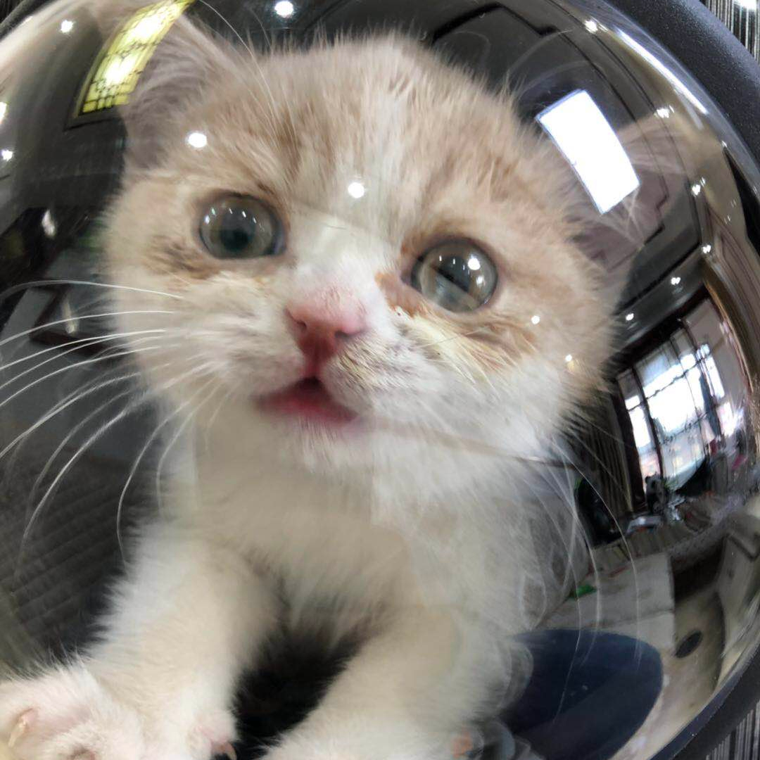 醉猫家的猫猫