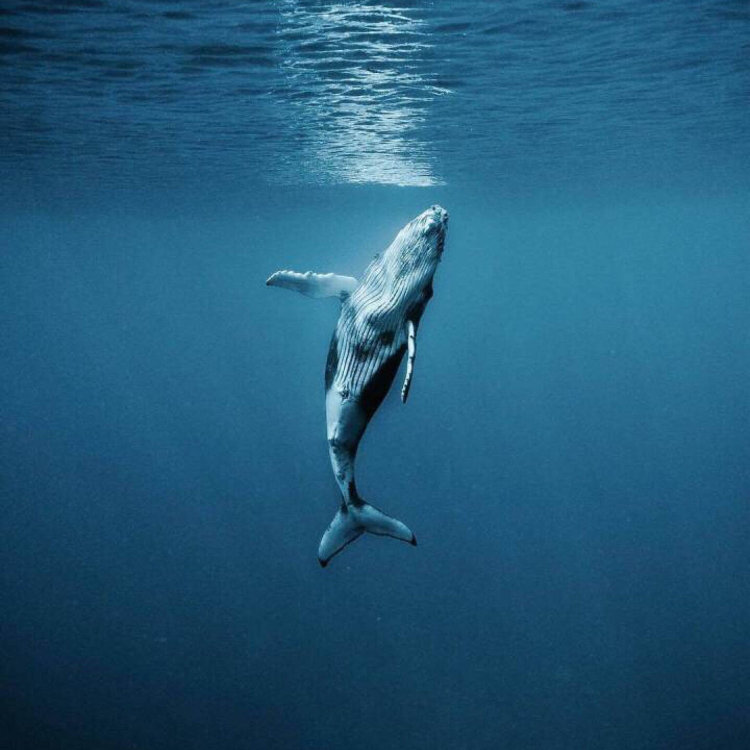 鲸落至美