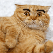 blackmiaos的个人空间 - 哔哩哔哩 ( ゜- ゜)つロ 乾