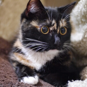 僵约3朱仙镇插曲假如真的再有约会_电视剧相