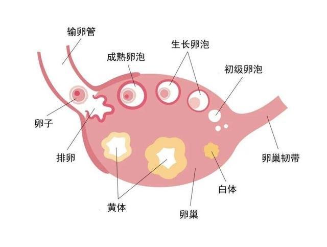 惊！原来排卵后的一周是黄体破裂高危期