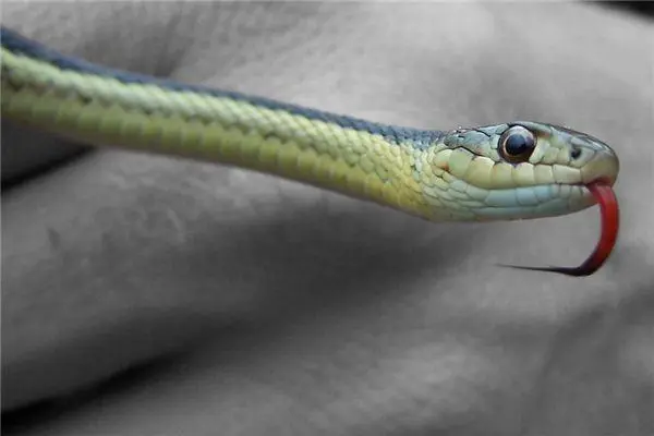 梦境解析，梦见被蛇咬到大姆指，蛇打死后仍不松手的意义与启示