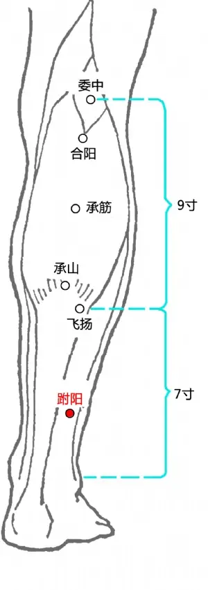 235、足太阳膀胱经：（59）跗阳