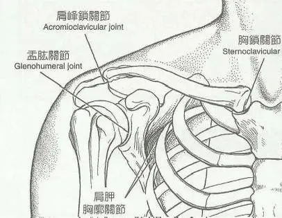 锁骨