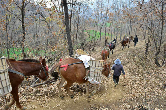 茶馬古道的起點和終點