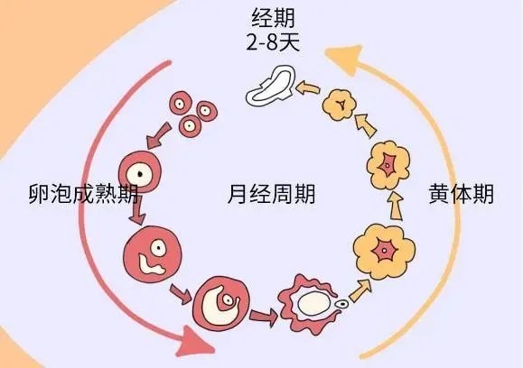 惊！原来排卵后的一周是黄体破裂高危期