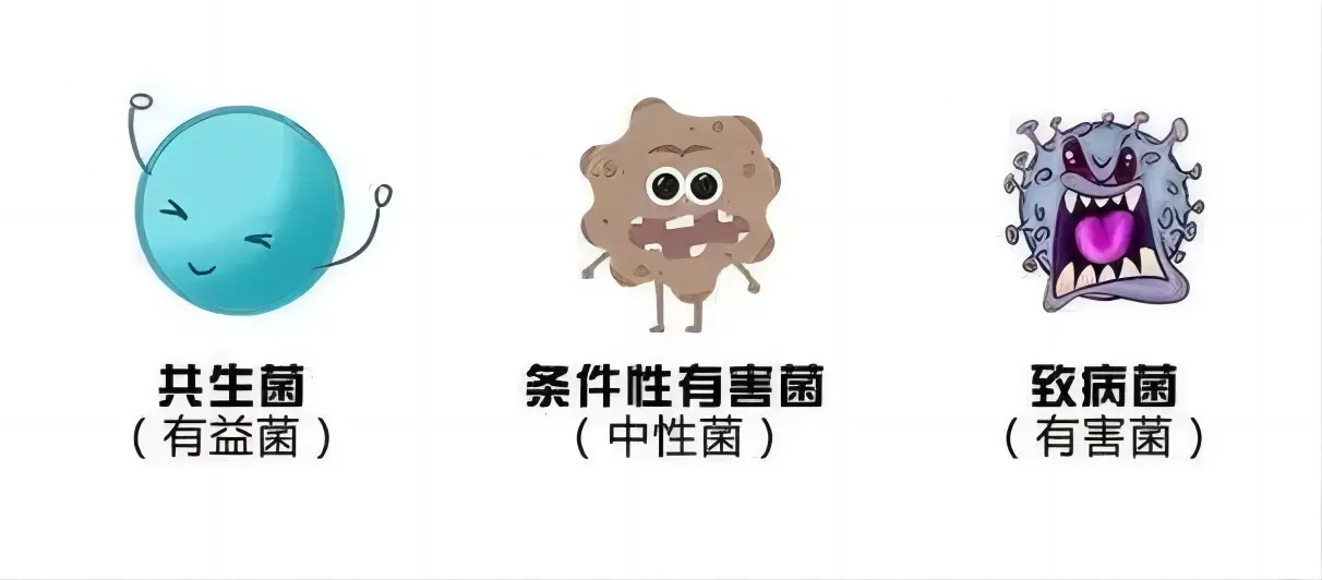肠道菌群的类别