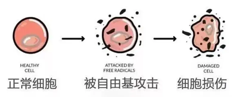 可能会增强细胞的抗氧化能力，从而潜在地减少与衰老相关的细胞损伤[3]。