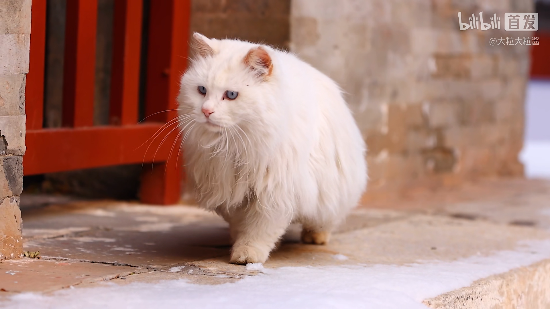 故宫御猫狮子猫前世今生超详细介绍曾经的御猫现状却很不乐观甚至有人