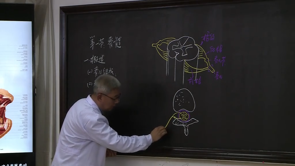 霍琨老师人体解剖学系统解剖学全集59级全集更新完结